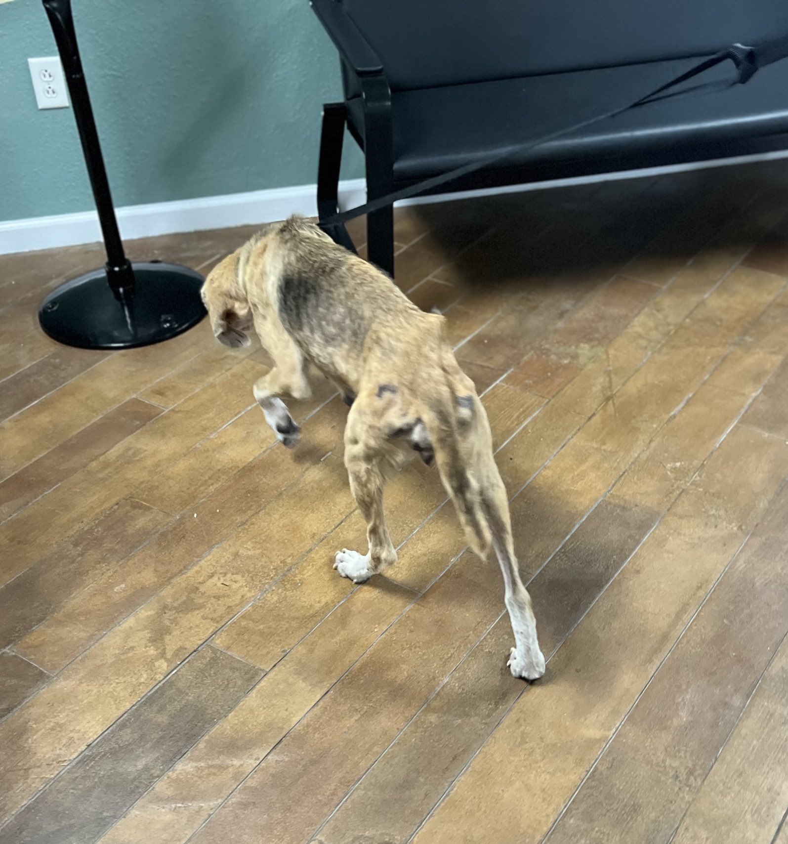 Help Mae Heal — From Abandoned and Broken to Safe and Loved - Image 2