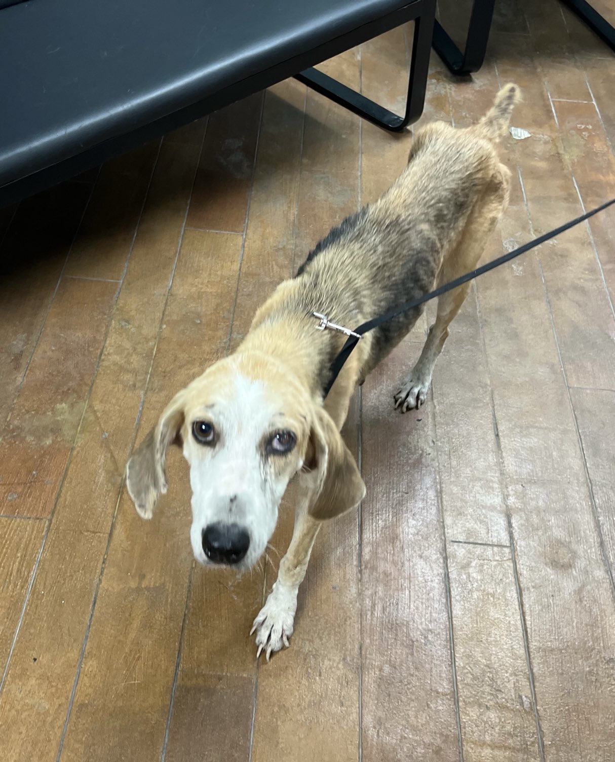 Help Mae Heal — From Abandoned and Broken to Safe and Loved - Image 3